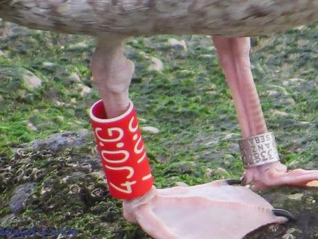 ENTRE GAVIONES(Larus marinus)-HONDARRIBIA