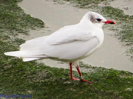 ENTRE GAVIONES(Larus marinus)-HONDARRIBIA