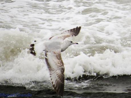 ENTRE GAVIONES(Larus marinus)-HONDARRIBIA