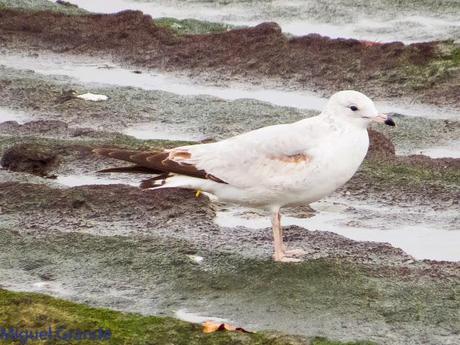 ENTRE GAVIONES(Larus marinus)-HONDARRIBIA