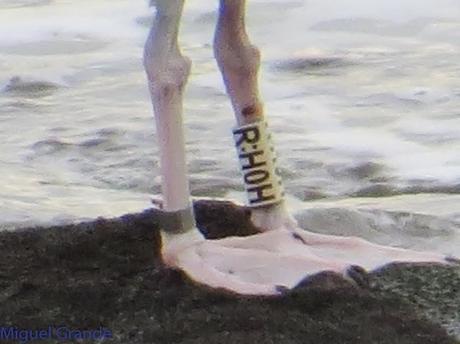 ENTRE GAVIONES(Larus marinus)-HONDARRIBIA