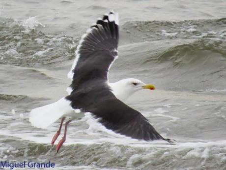 ENTRE GAVIONES(Larus marinus)-HONDARRIBIA