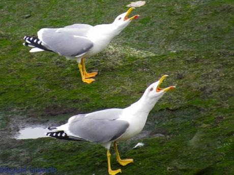 ENTRE GAVIONES(Larus marinus)-HONDARRIBIA