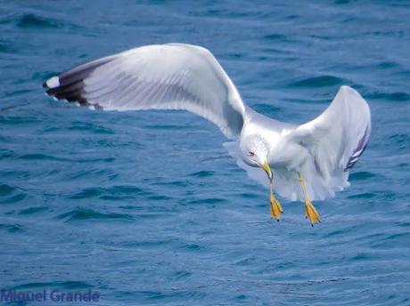 ENTRE GAVIONES(Larus marinus)-HONDARRIBIA