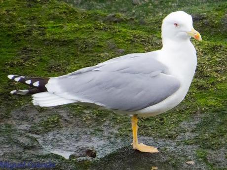 ENTRE GAVIONES(Larus marinus)-HONDARRIBIA