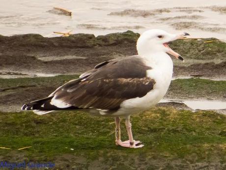 ENTRE GAVIONES(Larus marinus)-HONDARRIBIA
