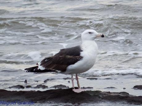 ENTRE GAVIONES(Larus marinus)-HONDARRIBIA