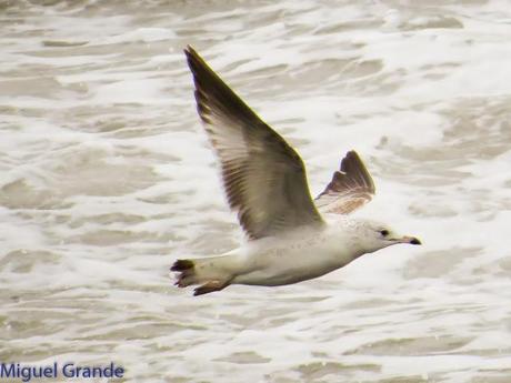 ENTRE GAVIONES(Larus marinus)-HONDARRIBIA