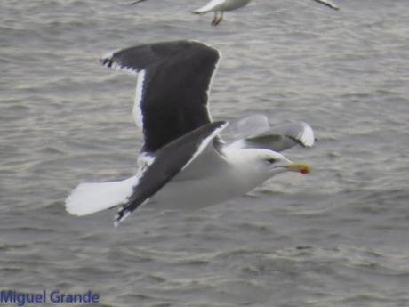 ENTRE GAVIONES(Larus marinus)-HONDARRIBIA