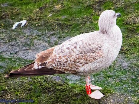 ENTRE GAVIONES(Larus marinus)-HONDARRIBIA