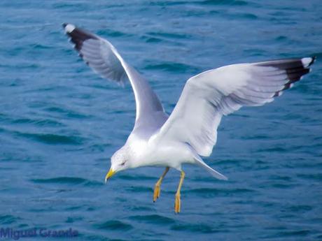 ENTRE GAVIONES(Larus marinus)-HONDARRIBIA
