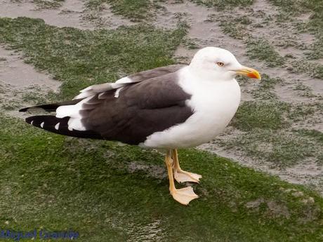 ENTRE GAVIONES(Larus marinus)-HONDARRIBIA