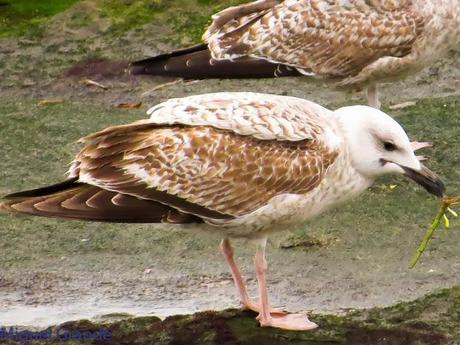 ENTRE GAVIONES(Larus marinus)-HONDARRIBIA