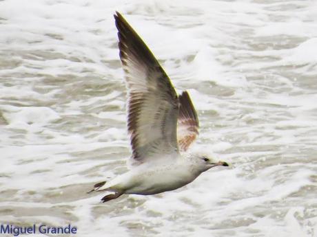 ENTRE GAVIONES(Larus marinus)-HONDARRIBIA