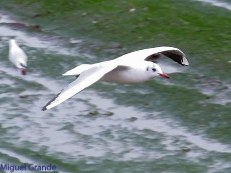 ENTRE GAVIONES(Larus marinus)-HONDARRIBIA