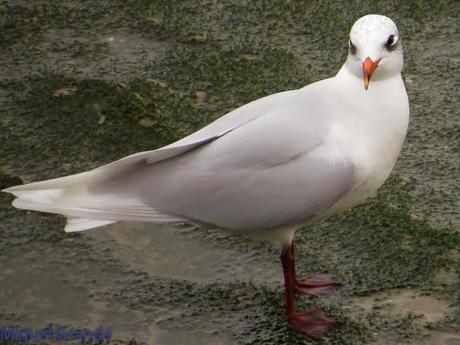 ENTRE GAVIONES(Larus marinus)-HONDARRIBIA