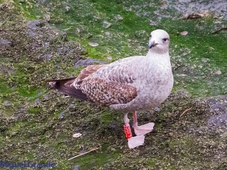 ENTRE GAVIONES(Larus marinus)-HONDARRIBIA