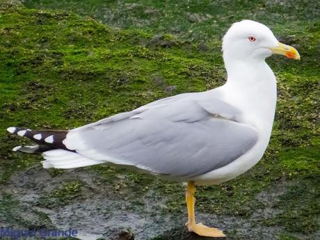 ENTRE GAVIONES(Larus marinus)-HONDARRIBIA