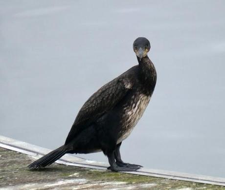La discreta belleza del cormorán grande