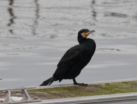 La discreta belleza del cormorán grande