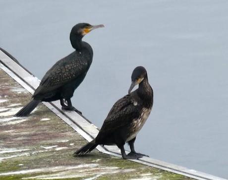 La discreta belleza del cormorán grande
