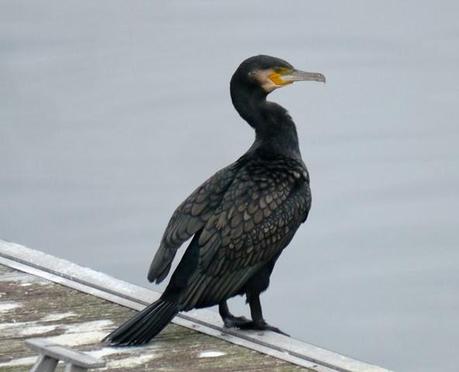 La discreta belleza del cormorán grande