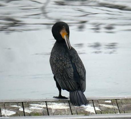 La discreta belleza del cormorán grande