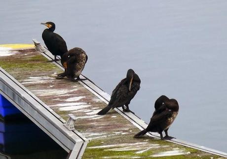 La discreta belleza del cormorán grande