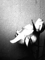 poema amor corto