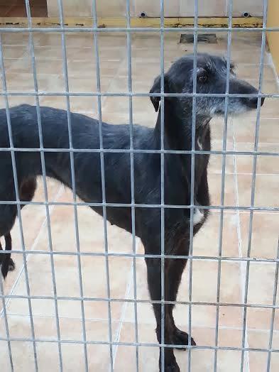 Rania, necesita urgentemente acogida o adopción. (Málaga)