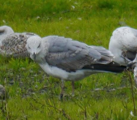 Patiamarillas en sitios varios