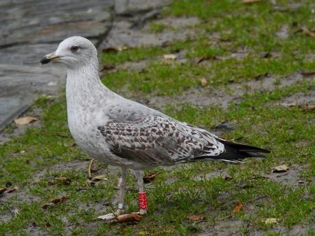Patiamarillas en sitios varios