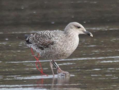 Patiamarillas en sitios varios