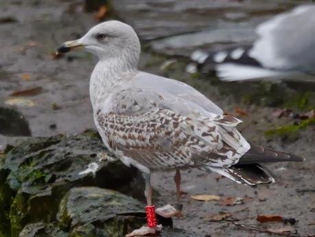 Patiamarillas en sitios varios
