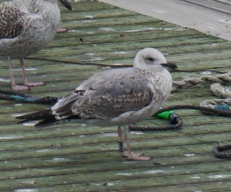 Patiamarillas en sitios varios