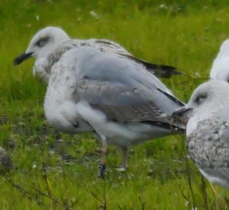 Patiamarillas en sitios varios