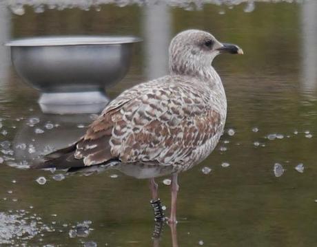 Patiamarillas en sitios varios