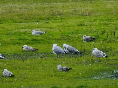 Patiamarillas en sitios varios