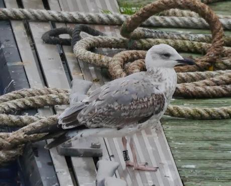 Patiamarillas en sitios varios