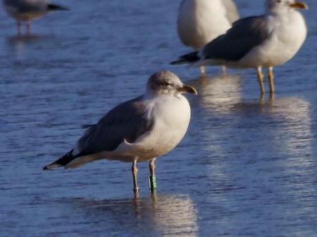 Patiamarillas en sitios varios