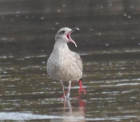 Patiamarillas en sitios varios
