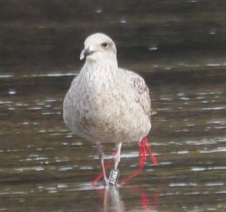 Patiamarillas en sitios varios