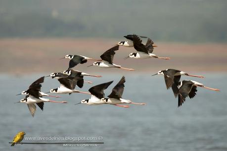 Tero real (South american Stilt ) Himantopus melanurus