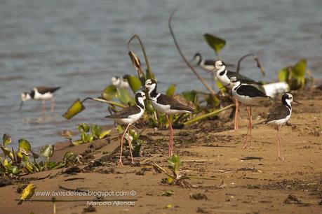 Tero real (South american Stilt ) Himantopus melanurus