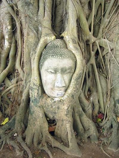 Cabeza de Buda en el árbol Ayutthaya