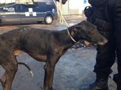 Policía Municipal recupera galgos abandonados Cañada Real. (Madrid)