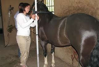 CON ÉXITO SE REALIZÓ CURSO DE MORFOLOGÍA Y HERRAJE DE CABALLOS EN LA REGIÓN DE MAGALLANES