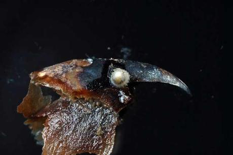 lapa Bathysciadiid se alimenta en el pico de un pulpo
