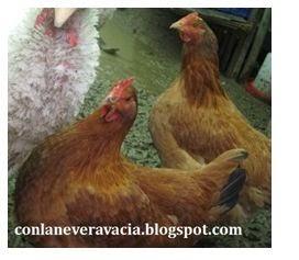 POLLO DE CORRAL AL CAVA CON PERAS Y CIRUELAS