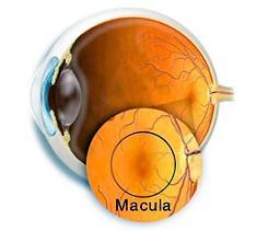 macula-lutea